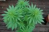 Indoor Flowers 061.jpg