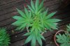 Indoor Flowers 060.jpg