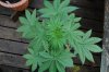 Indoor Flowers 059.jpg