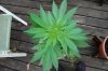 Indoor Flowers 057.jpg