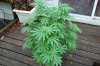 Indoor Flowers 052.jpg