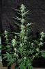 Indoor Flowers 051.jpg