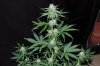 Indoor Flowers 050.jpg