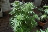 Indoor Flowers 071.jpg