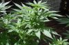 Indoor Flowers 069.jpg