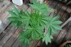 Indoor Flowers 068.jpg