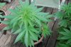 Indoor Flowers 067.jpg