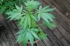 Indoor Flowers 066.jpg