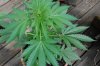 Indoor Flowers 065.jpg