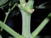 Indoor Flowers 078.jpg