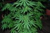 Indoor Flowers 076.jpg
