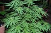 Indoor Flowers 075.jpg