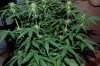 Indoor Flowers 110.jpg