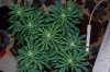 Indoor Flowers 109.jpg