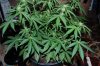Indoor Flowers 106.jpg