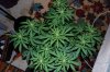 Indoor Flowers 104.jpg