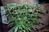 Indoor Flowers 103.jpg