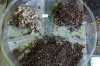 Compost Tea Pack add-ons 004.jpg