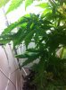 IMG_1529.jpg IMG_1529.jpg