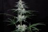 indoor garden 5-15 027.jpg