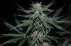 indoor garden 5-15 028.jpg