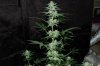 indoor garden 5-15 026.jpg