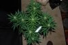 indoor garden 5-15 008.jpg