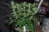 indoor garden 5-15 006.jpg