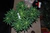 indoor garden 5-15 005.jpg