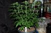 indoor garden 5-15 004.jpg