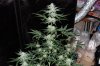 indoor garden 5-15 036.jpg