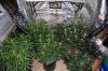 indoor garden 5-15 037.jpg
