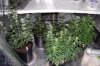indoor garden 5-15 041.jpg