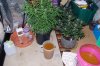 indoor garden 5-15 040.jpg