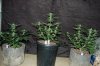 indoor garden 5-15 024.jpg