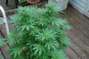 indoor garden 5-15 049.jpg