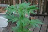 indoor garden 5-15 048.jpg