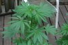 indoor garden 5-15 047.jpg