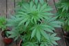 indoor garden 5-15 046.jpg