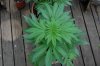 indoor garden 5-15 045.jpg