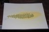 Male Ouro-Pollen-CO2 001.jpg