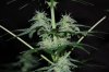 ID-OD complete Update 046.jpg