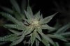 ID-OD complete Update 047.jpg