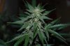ID-OD complete Update 048.jpg