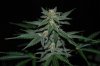 ID-OD complete Update 049.jpg