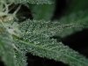 ID-OD complete Update 050.jpg