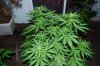 ID-OD complete Update 035.jpg