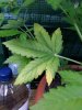 20140508_192627.jpg