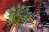 DSC_0559.jpg