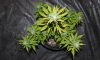 SMR_Day54_3.jpg